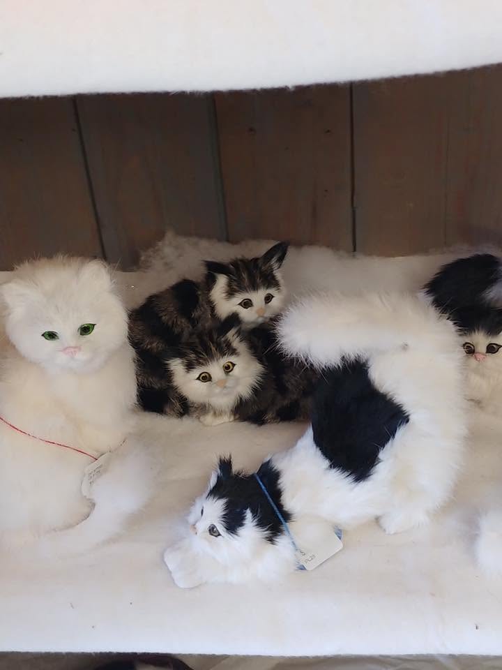 Cat supported through Pet Projects kitten and rescue programs
