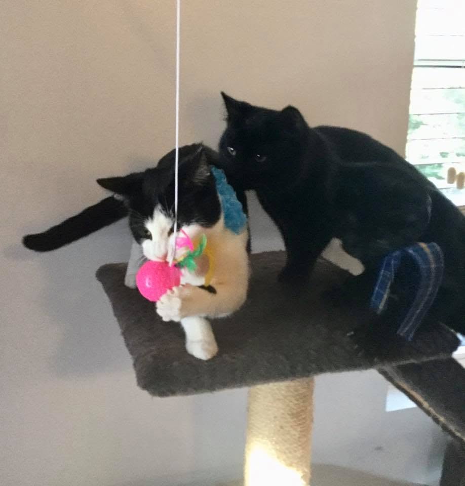Cat helped by Pet Projects volunteers in Shelburne County