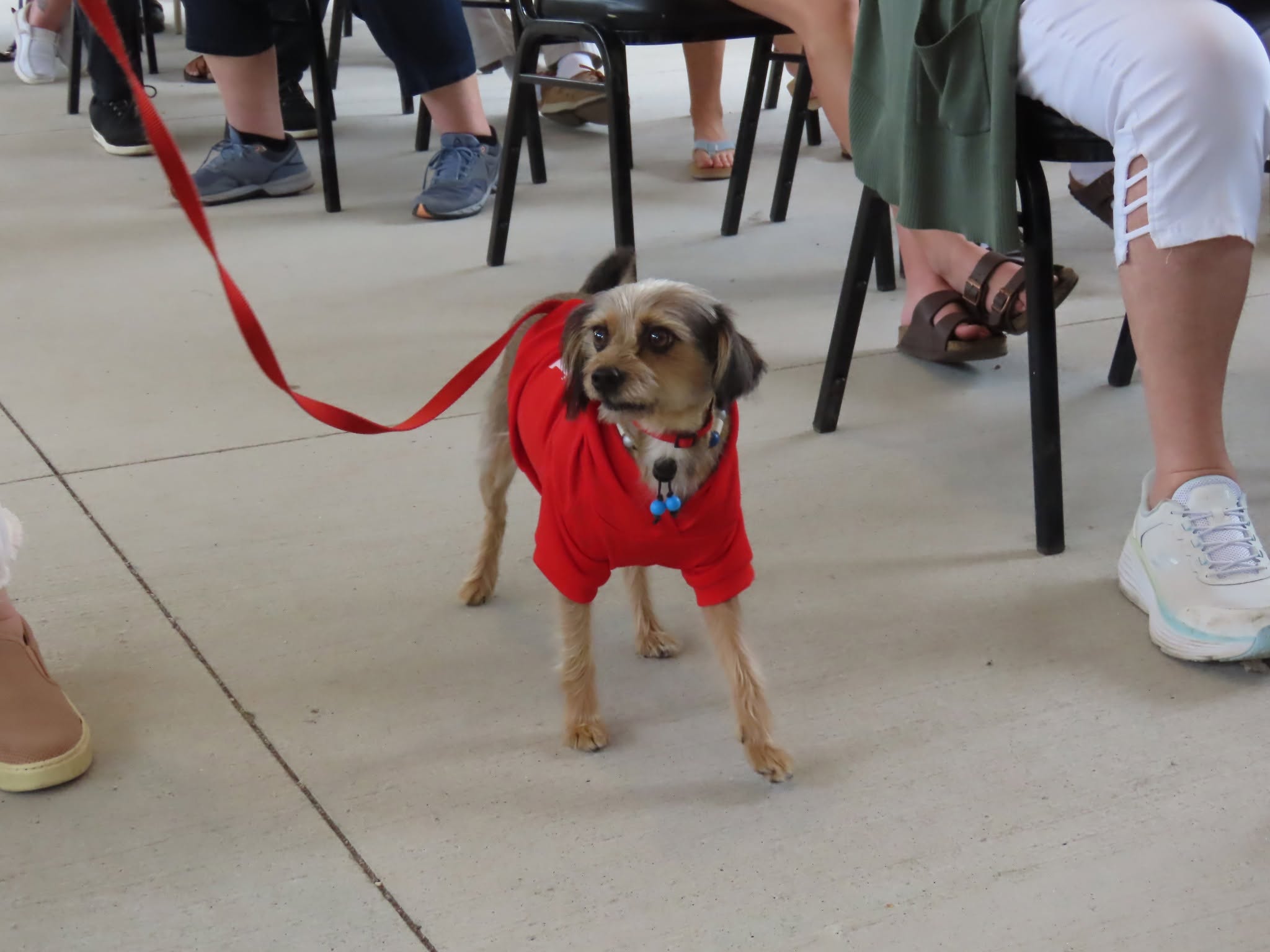Rescue dog connected with care through Pet Projects partnerships