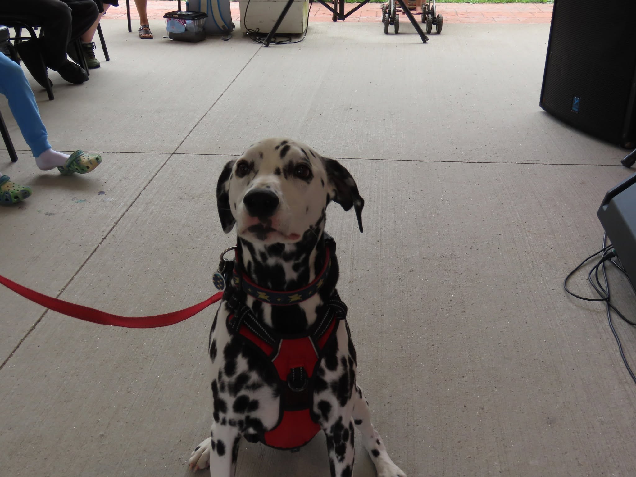 Dog receiving community support through Pet Projects
