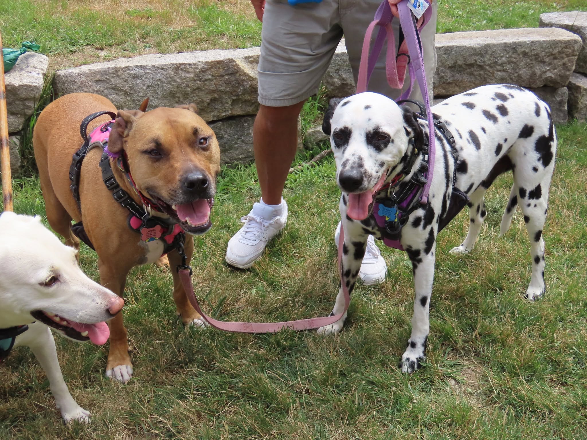Dogs cared for through Pet Projects community support in Shelburne County